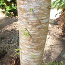 صورة Dacrycarpus imbricatus (Blume) de Laub.
