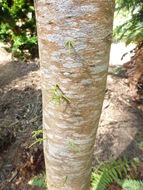 Image de Dacrycarpus imbricatus (Blume) de Laub.