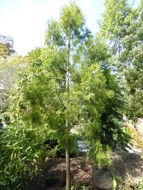 Image de Dacrycarpus imbricatus (Blume) de Laub.