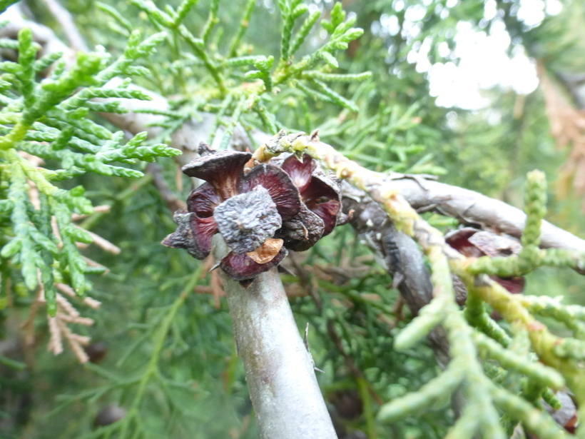 Image of Chinese Weeping Cypress