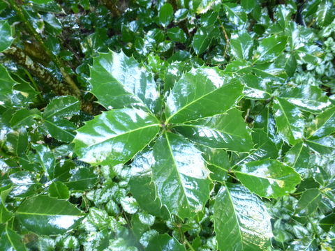 Image of Chinese holly