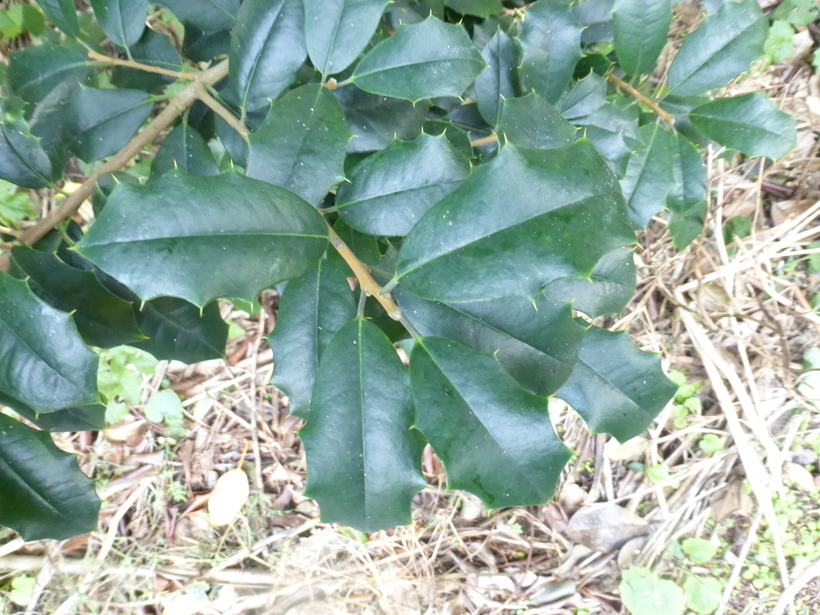 Image of American holly