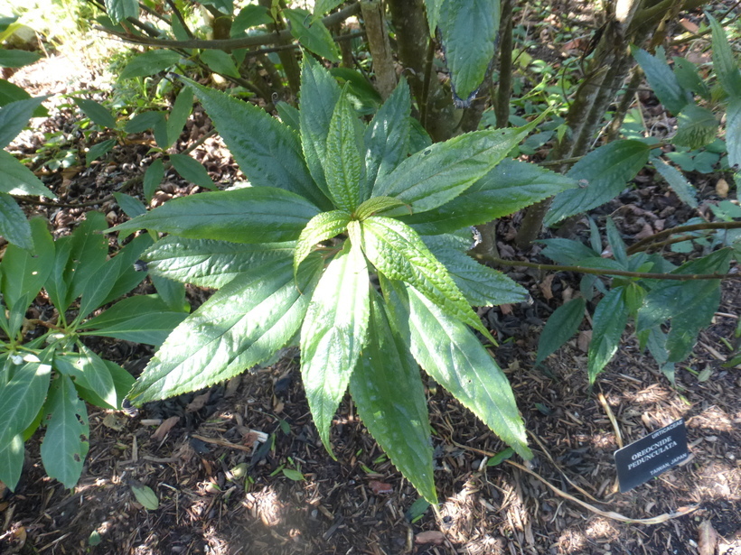 Imagem de Oreocnide pedunculata (Shirai) Masam.