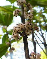 Image de Oreocnide pedunculata (Shirai) Masam.