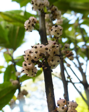 Oreocnide pedunculata (Shirai) Masam.的圖片