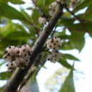 Sivun Oreocnide pedunculata (Shirai) Masam. kuva