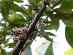 Image de Oreocnide pedunculata (Shirai) Masam.