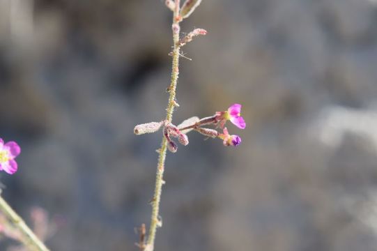 Imagem de Chylismia heterochroma Small