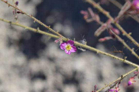 Image de Chylismia heterochroma Small