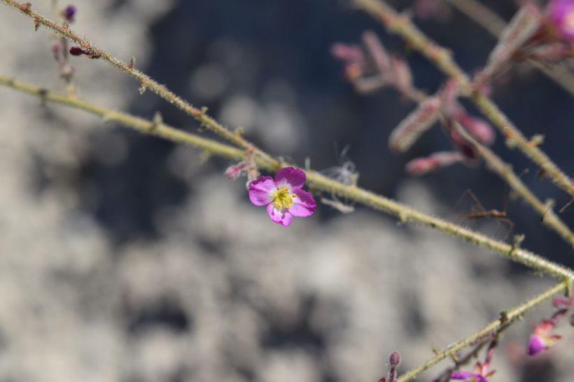 Imagem de Chylismia heterochroma Small