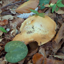 Image of Cortinarius allutus Fr. 1838