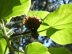 Image of <i>Abutilon tridens</i>