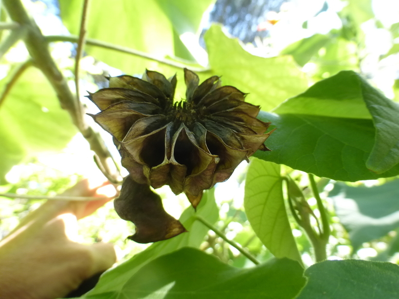 Image of <i>Abutilon tridens</i>