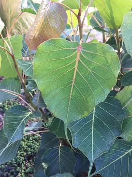 Imagem de Ficus religiosa L.