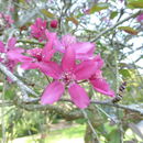 Image of <i>Malus</i> × <i>purpurea</i>