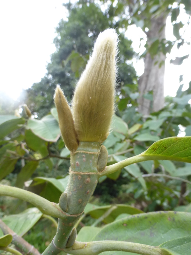 Image of Campbell's Magnolia