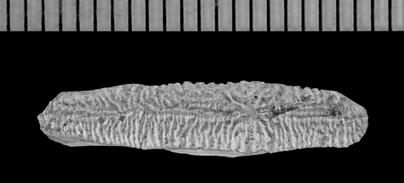 Image of <i>Acrodus oreodontus</i>