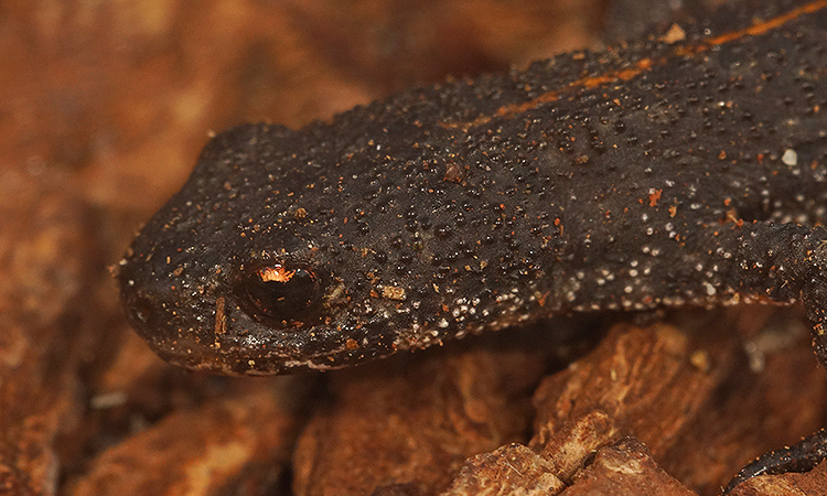 Image of Anatolian Crested Newt