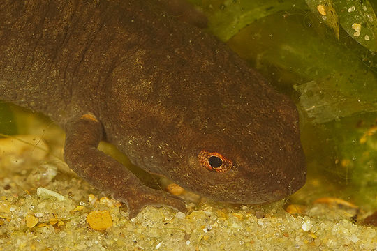 Image of Fuding Fire-bellied Newt