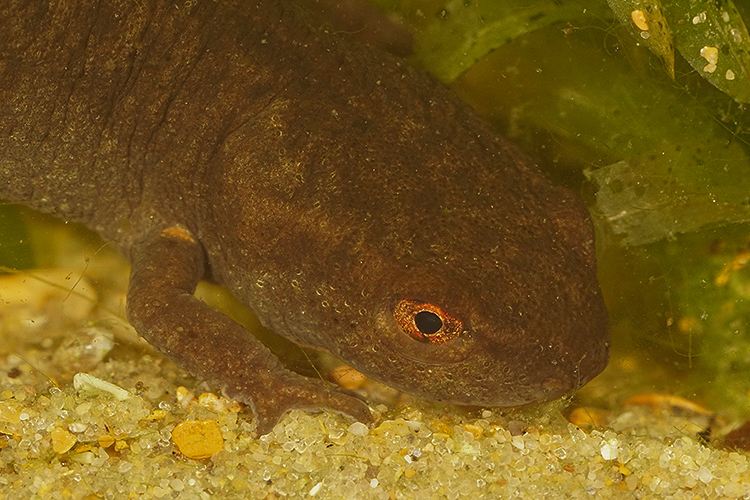 Image of Fuding Fire-bellied Newt