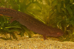 Image of Fuding Fire-bellied Newt