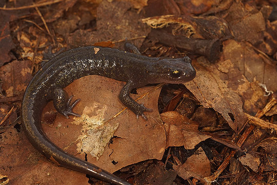 Image of Ezo Salamander