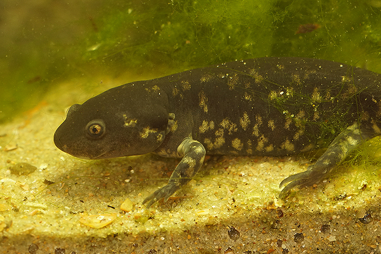 Image of Ambystoma rivulare (Taylor 1940)