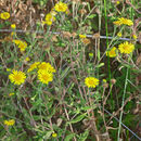 Image of common fleabane