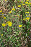 Sivun Pulicaria dysenterica subsp. uliginosa (Stev. ex DC.) Nym. kuva