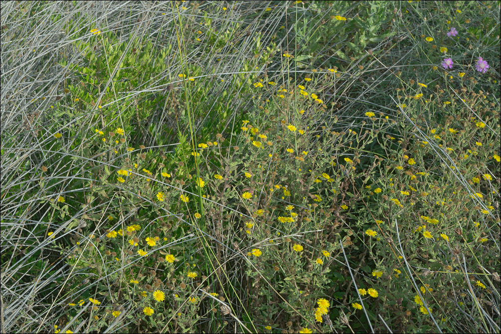 Image of Pulicaria dysenterica subsp. uliginosa (Stev. ex DC.) Nym.