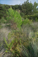 Sivun Pulicaria dysenterica subsp. uliginosa (Stev. ex DC.) Nym. kuva