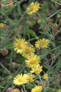 Image of Pulicaria dysenterica subsp. uliginosa (Stev. ex DC.) Nym.