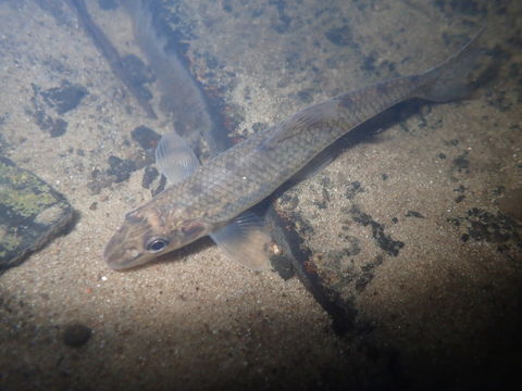 Image of Gudgeon