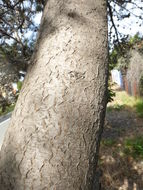 Imagem de <i>Hakea suaveolens</i>