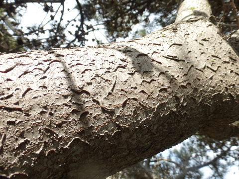 Imagem de <i>Hakea suaveolens</i>