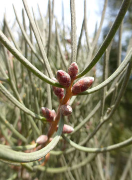 Imagem de <i>Hakea suaveolens</i>