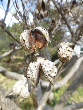 Imagem de <i>Hakea suaveolens</i>