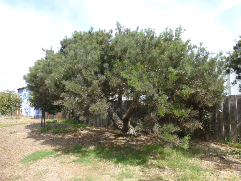 Imagem de <i>Hakea suaveolens</i>