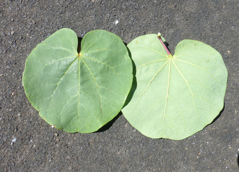 Слика од Cercis occidentalis A. Gray