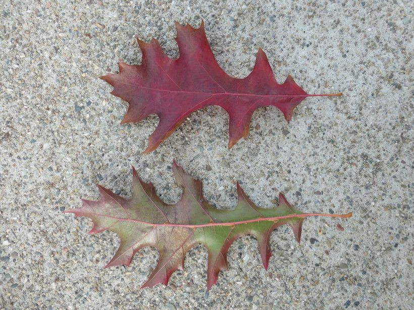 Image of Northern Red Oak