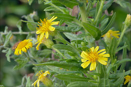 Image of Strong-smelling Inula