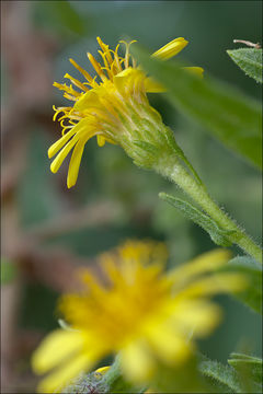 Image of Strong-smelling Inula