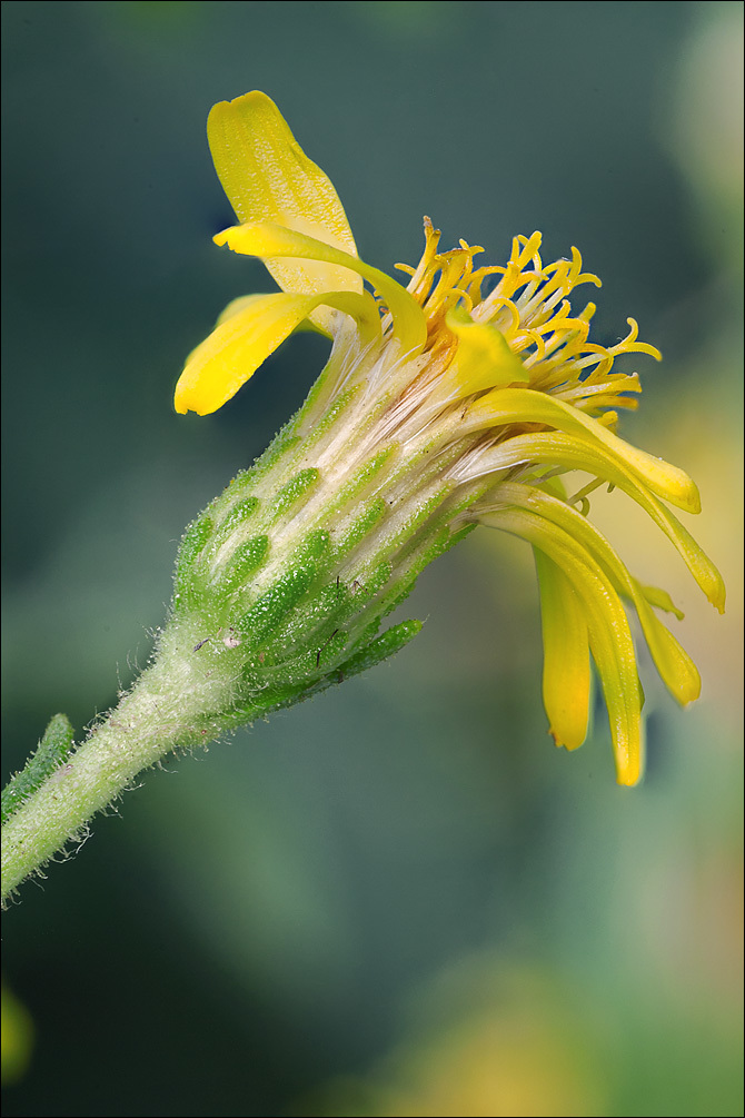 Image of Strong-smelling Inula