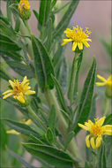 Image of Strong-smelling Inula