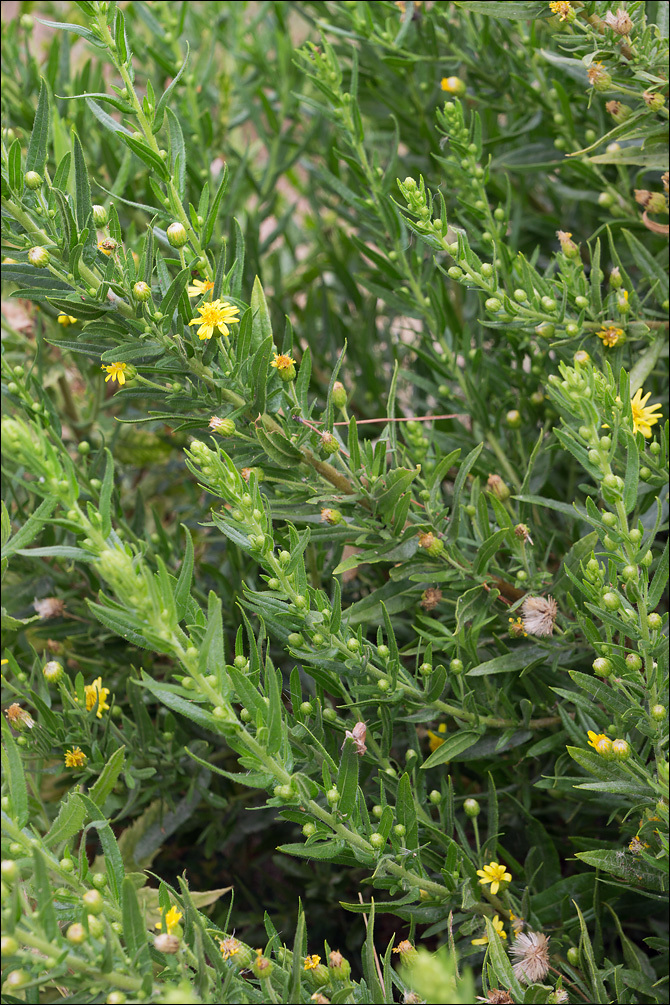 Image of Strong-smelling Inula