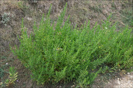 Image of Strong-smelling Inula