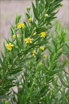 Image of Strong-smelling Inula