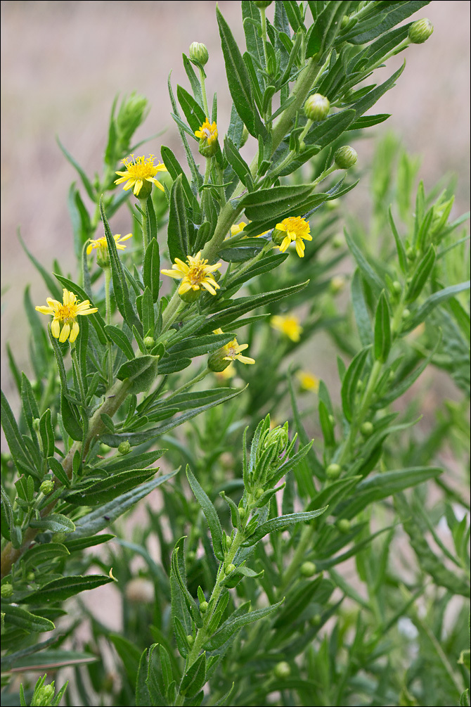 Image of Strong-smelling Inula