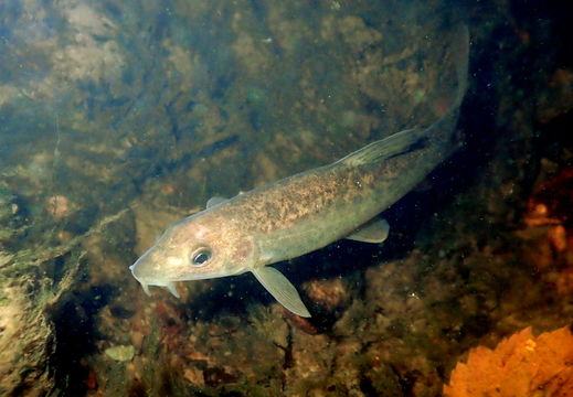 Image of Barbel