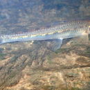 Image of White-finned Gudgeon